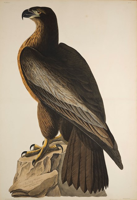 Print depicting a Great American Sea Eagle from Birds of America, by John James Audubon. Image © National Museums Scotland