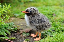 Mink project Tern chick