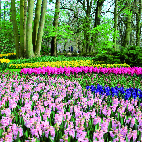 A Taste of Holland with Keukenhof 2024 (RH402)