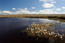 Cotton grass and a peatland lochan at The Flows NNR, Forsinard. ©Lorne Gill/NatureScot