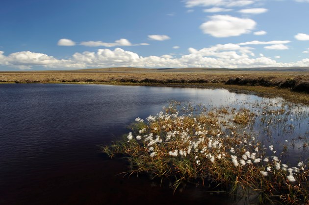 Cotton grass and a peatland lochan at The Flows NNR, Forsinard. ©Lorne Gill/NatureScot