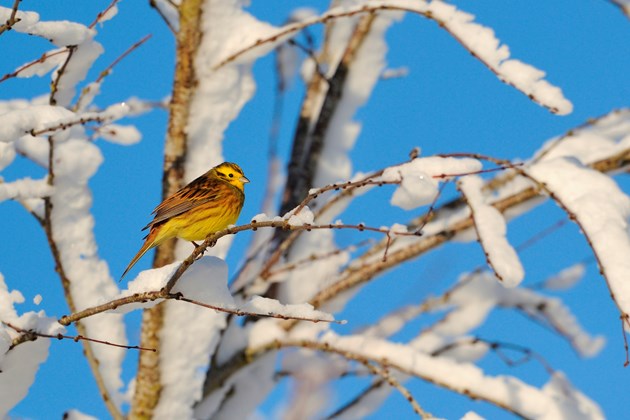 Help wildlife this winter – be a lazy gardener: Yellowhammer-D3335 - altered