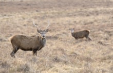 Red deer stag ©Lorne Gill/NatureScot
