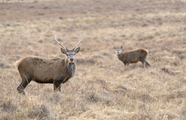 Red deer stag ©Lorne Gill/NatureScot