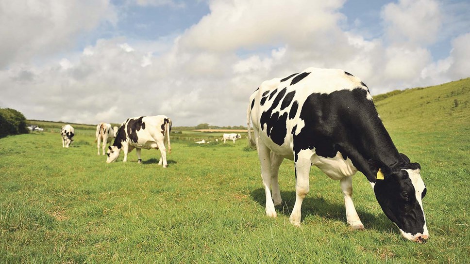 Cows eating