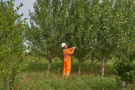 HS2 celebrates five years of tree planting and habitat creation in National Tree Week: HS2 celebrates five years of tree planting and habitat creation in National Tree Week
