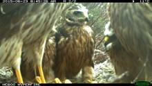 Hen harrier nest camera picture 2