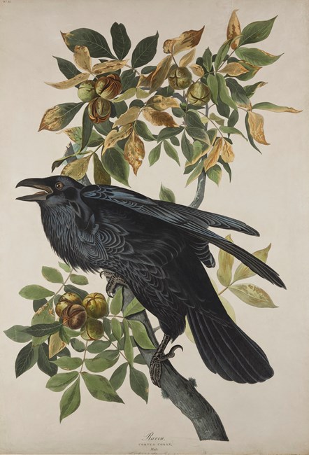 Print depicting a Raven from Birds of America, by John James Audubon. Image © National Museums Scotland (1)