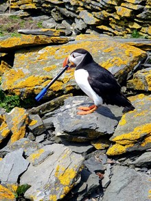 A mischievous puffin makes off with a pen after stealing it from the Noss warden ©Jen Clark/NatureScot