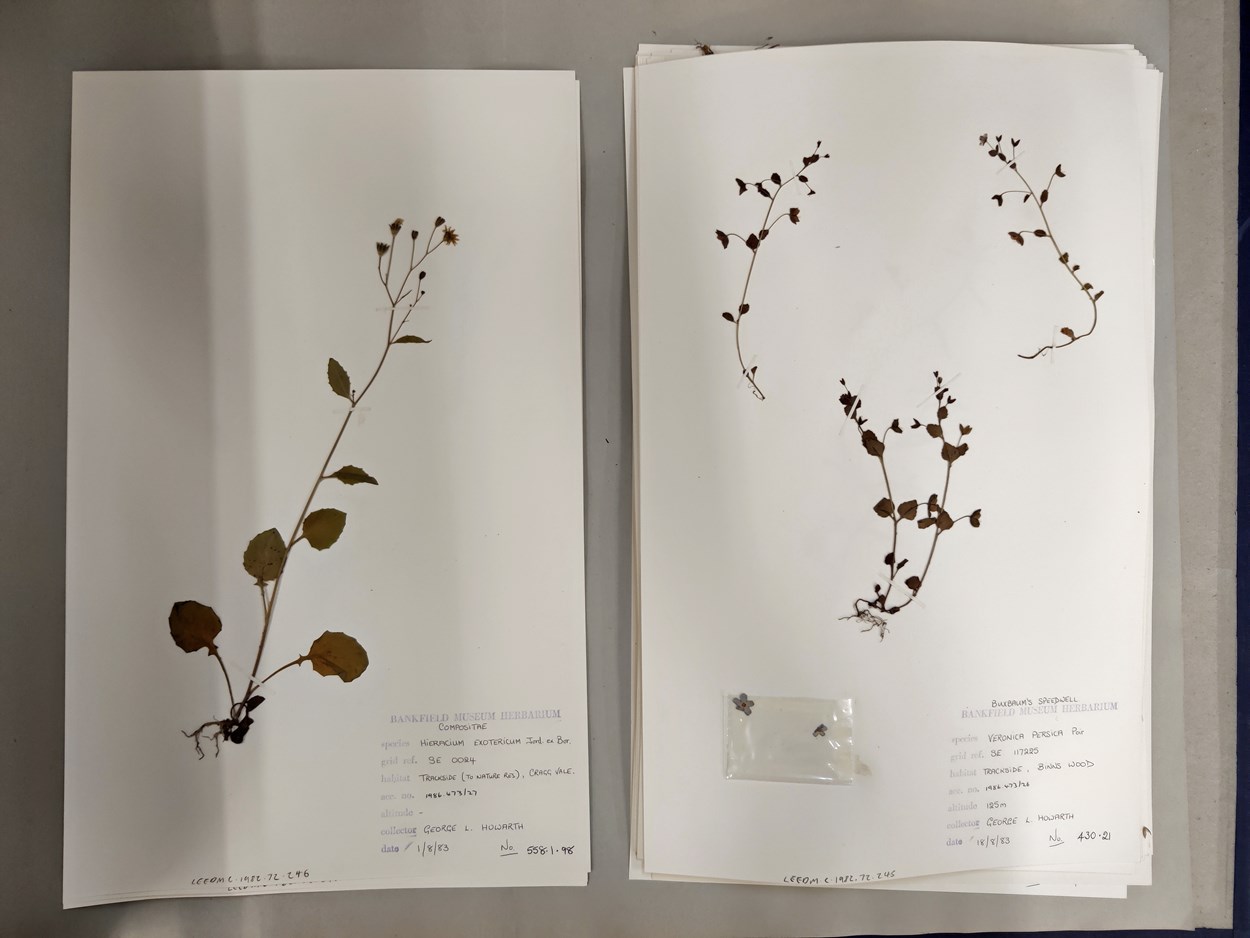 Museum Lates: An example of one of the herbarium sheets from the vast Leeds Museums and Galleries collection.