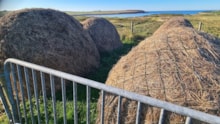 Traditional hay stacks for animal feed, West Side of Lewis (c) Jon Macleod / Cruachan feòir traidiseanta dha beathaichean, An Taobh Siar Leòdhais (c) Jon Macleod: Traditional hay stacks for animal feed, West Side of Lewis (c) Jon Macleod / Cruachan feòir traidiseanta dha beathaichean, An Taobh Siar Leòdhais (c) Jon Macleod