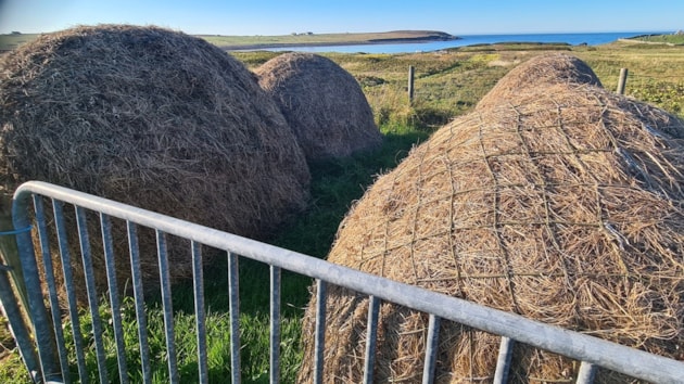 Traditional hay stacks for animal feed, West Side of Lewis (c) Jon Macleod / Cruachan feòir traidiseanta dha beathaichean, An Taobh Siar Leòdhais (c) Jon Macleod