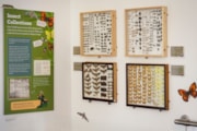 Guermonprez's Legacy exhibition at Portsmouth Natural History Museum. Credit: Peter Langdown