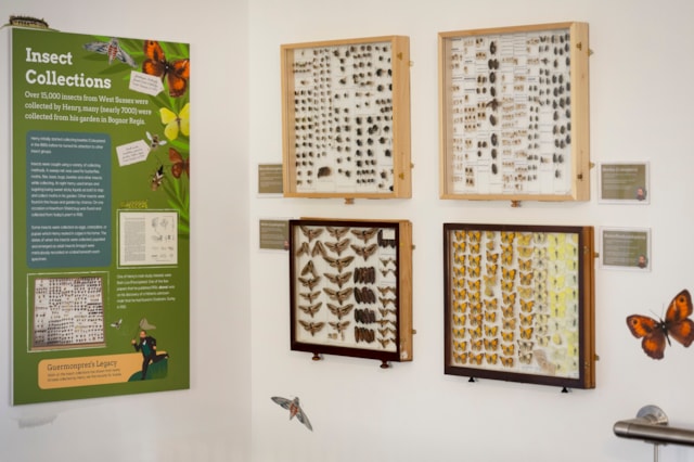 Guermonprez's Legacy exhibition at Portsmouth Natural History Museum. Credit: Peter Langdown