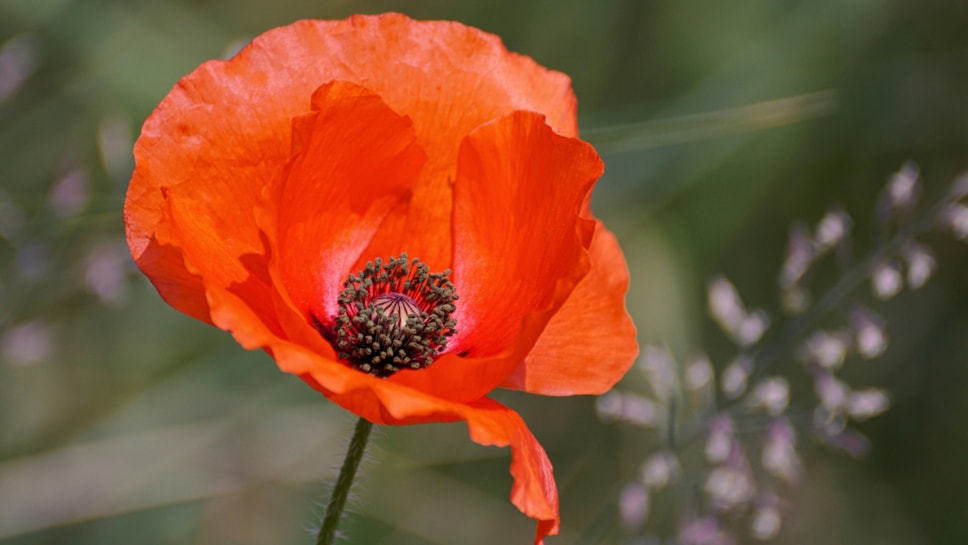 poppy