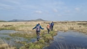 People traversing areas of peatland restoration on Bodmin Moor: People traversing areas of peatland restoration on Bodmin Moor