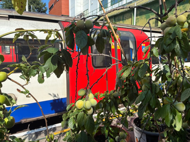TfL Image -Morden
