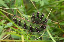 Emperor moth caterpillar: Emperor moth caterpillar ©Lorne Gill/NatureScot