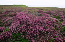 Maritime heath, Mull Head Local Nature Reserve, Orkney mainland -credit Lorne Gill-SNH