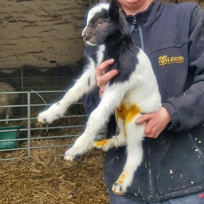 Newborn kid: A newborn goat kid held up by a person.