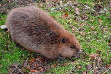 Beaver in Perthshire - Credit Neil Mitchell-NatureScot