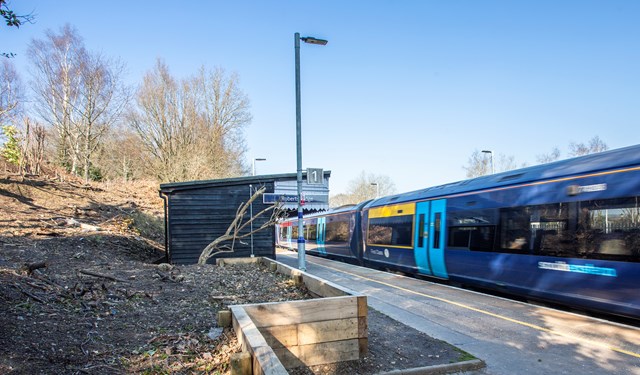 Tree Sustainability-4: Cleared space at Robertsbridge, which will become a carpet of grasses and wildflowers