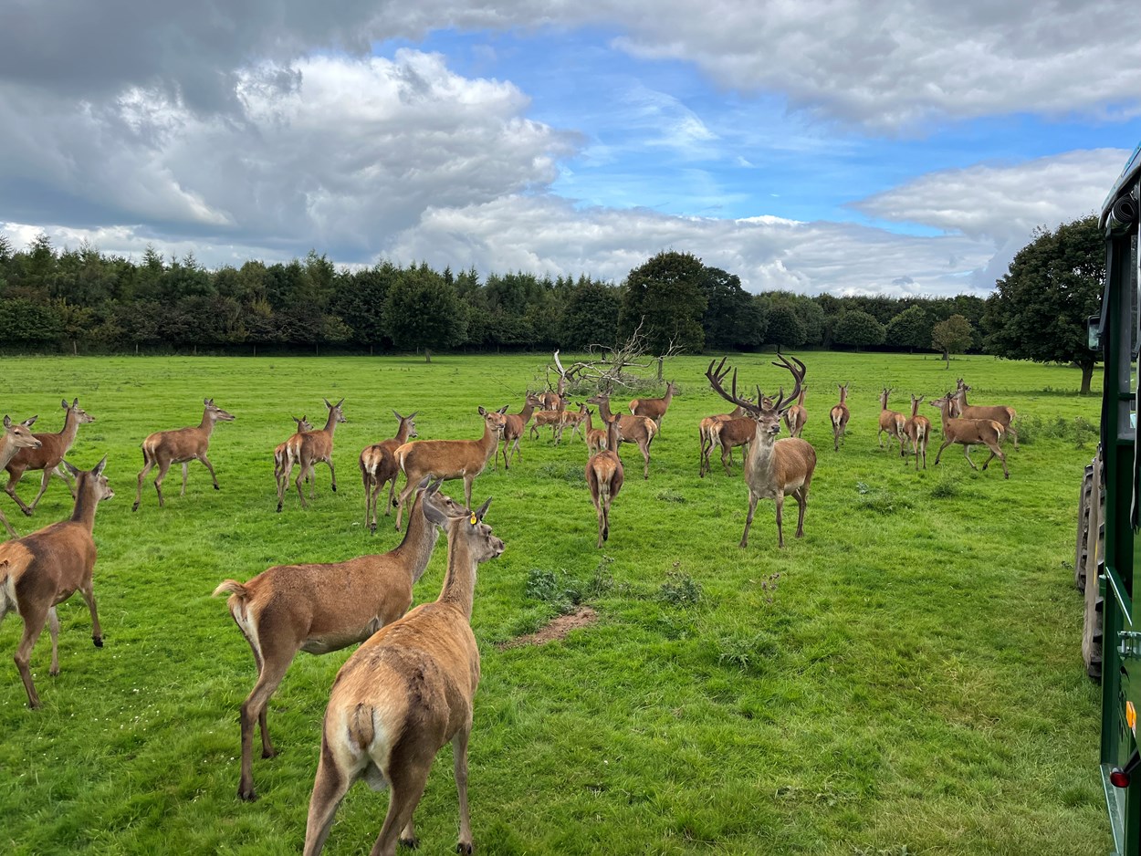 Deer park tours at Lotherton: Lotherton has been home to red deer since the 1980s, and today an estimated 45-strong herd, led by an impressive stag affectionately known as Teddy, lives in Lotherton’s specially maintained deer park.

Over the school summer holidays, visitors can join a brand new programme of tractor trailer tours, with staff taking them out into the park and amongst the herd as they learn more about the magnificent animals and their habitat.