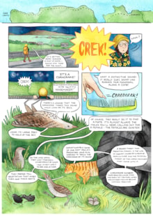Comic book sample - corncrakes: Comic book sample - corncrakes