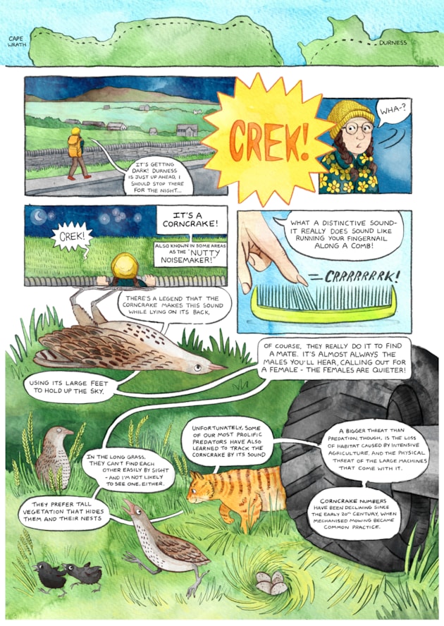 Comic book sample - corncrakes