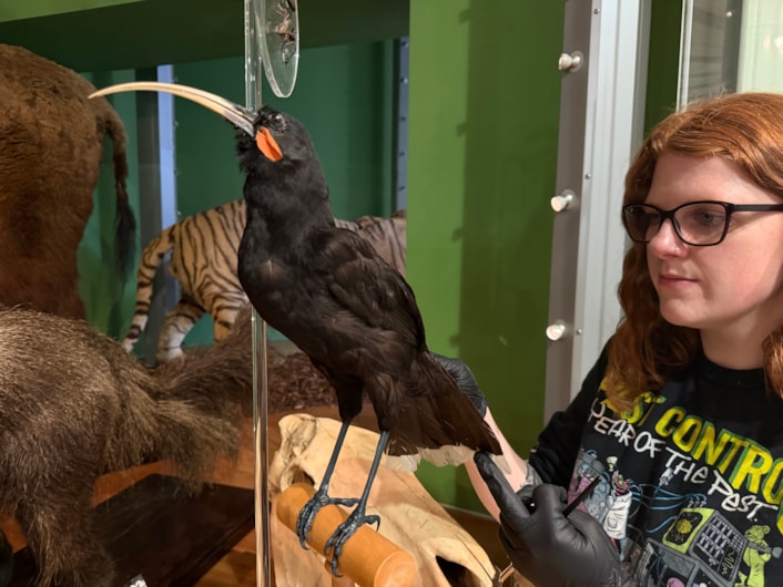 Leeds tiger taxidermy: Curators Clare Brown and Sarah Burhouse (pictured) were on site at Leeds City Museum carrying out meticulous checks for dust and the types of tiny pests which can be harmful to vintage taxidermy, before undertaking a delicate clean of some unique and historically significant exhibits.
This week’s conservation included cleaning the delicate tail feathers of the museum’s incredibly rare pair of Huia, an extinct species of bird that once lived in New Zealand.
A sacred bird to the island nation’s indigenous Māori people, Huia tail feathers are traditionally only used and worn by people of great status and power.