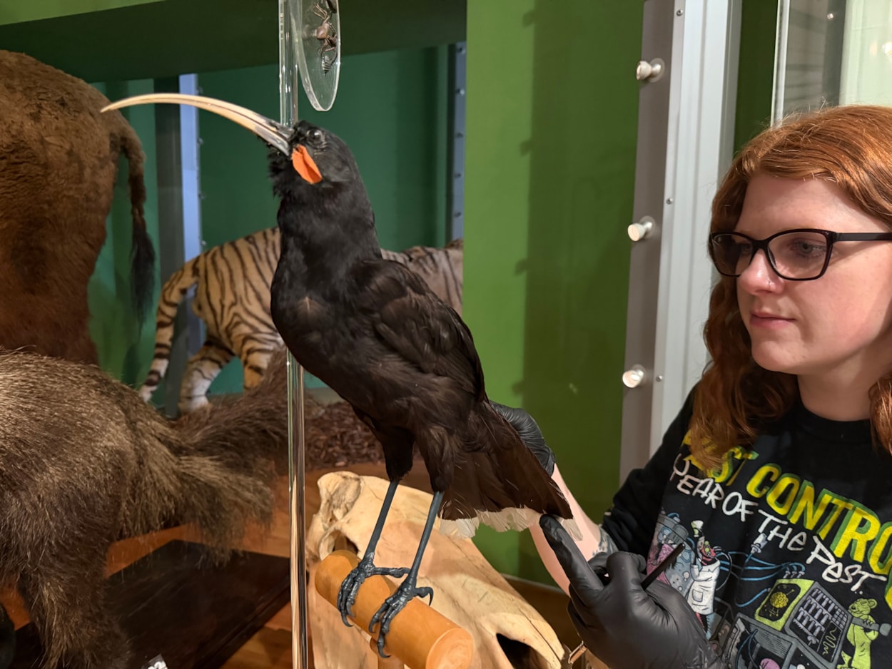 Leeds tiger taxidermy: Curators Clare Brown and Sarah Burhouse (pictured) were on site at Leeds City Museum carrying out meticulous checks for dust and the types of tiny pests which can be harmful to vintage taxidermy, before undertaking a delicate clean of some unique and historically significant exhibits.
This week’s conservation included cleaning the delicate tail feathers of the museum’s incredibly rare pair of Huia, an extinct species of bird that once lived in New Zealand.
A sacred bird to the island nation’s indigenous Māori people, Huia tail feathers are traditionally only used and worn by people of great status and power.