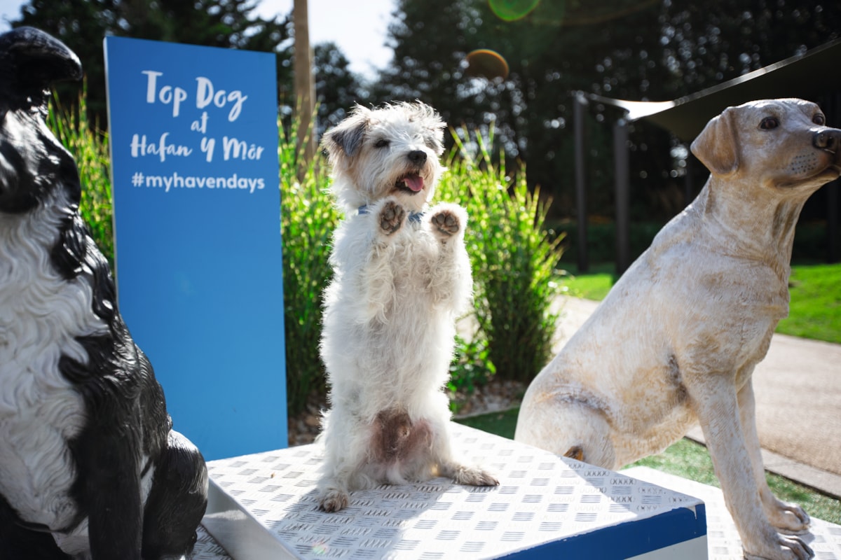 Hafan y Mor Bark Yard-2
