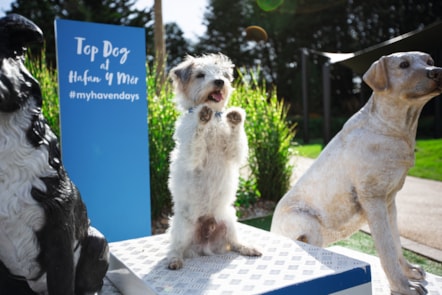 Hafan y Mor Bark Yard-2