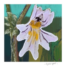 Eyebright by Holly Nash: Eyebright by Holly Nash