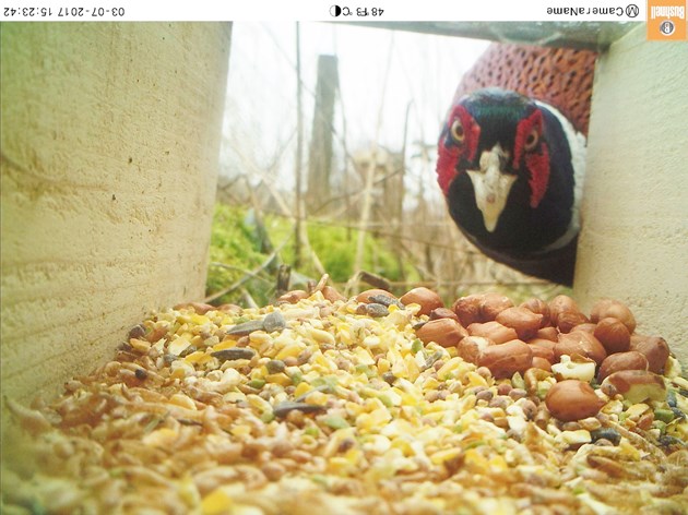 School camera trap project - pheasant picture from Grantully Primary School-2