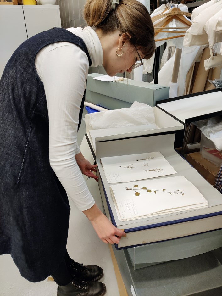 Museum Lates: Leeds Museums and Galleries' audience development officer Sara Merritt examines an example of one of the herbarium sheets from the vast Leeds collection.