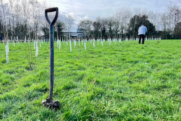 £3,000 grants up for grabs for biodiversity projects across the county: Tree planting at Walsingham Park