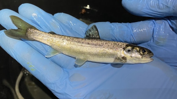 River Usk project shines a light on challenges for salmon: Salmon smolt tagg on River Usk Umbraco sml