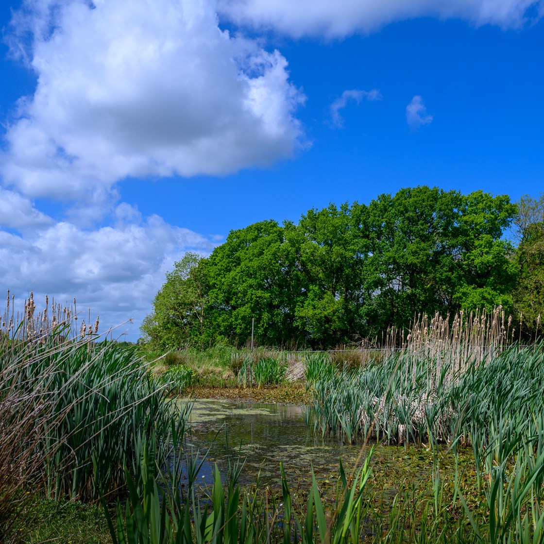 A new pond at South Cubbington Wood