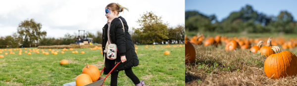 Pumpkin Patch at Lotherton