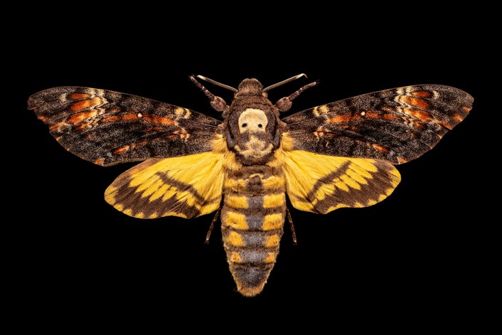 Dead Inspiring display: Image of a deaths head hawkmoth. ©Ed Hall and Leeds Museums and Galleries.