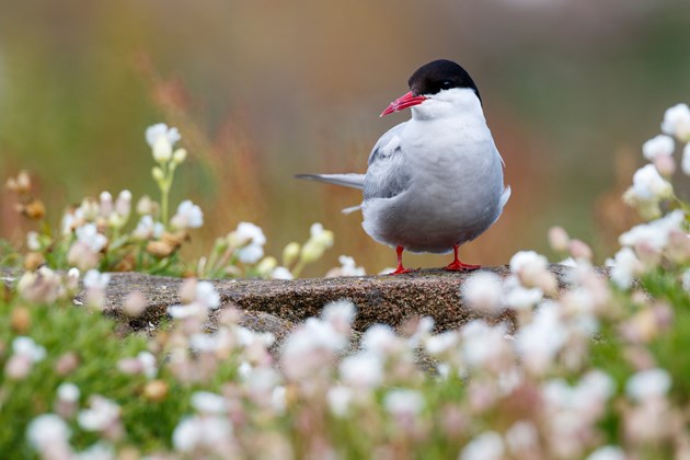 SNH announce Isle of May photo competition winners: Isle of May 2016 photo contest -Mario Suarez - winning photo